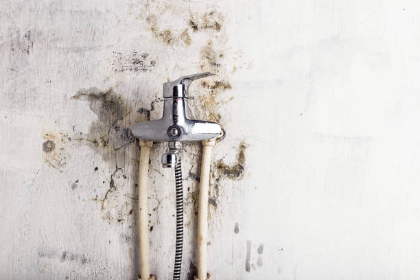 Mold Testing and Removal in Jasonville, IN