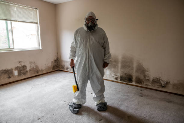 Best Mold Remediation  in Jasonville, IN