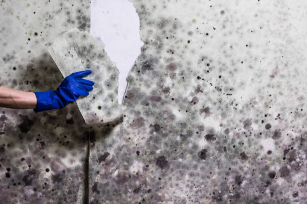 Best Home Mold Removal  in Jasonville, IN
