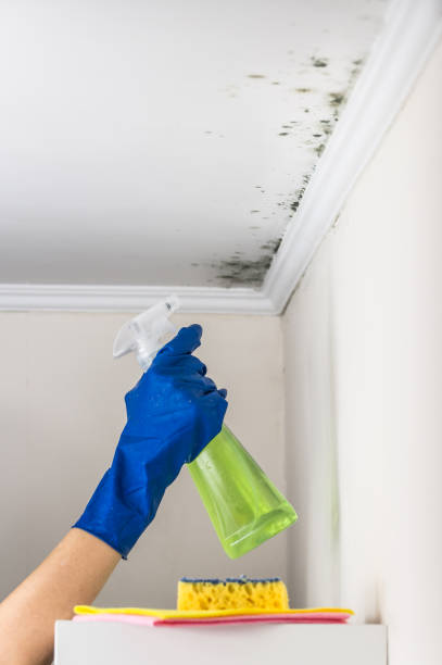 Best Fast Mold Removal  in Jasonville, IN